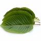 Green kratom leaves displayed on a white background, commonly associated with kratom and 7-OH products.